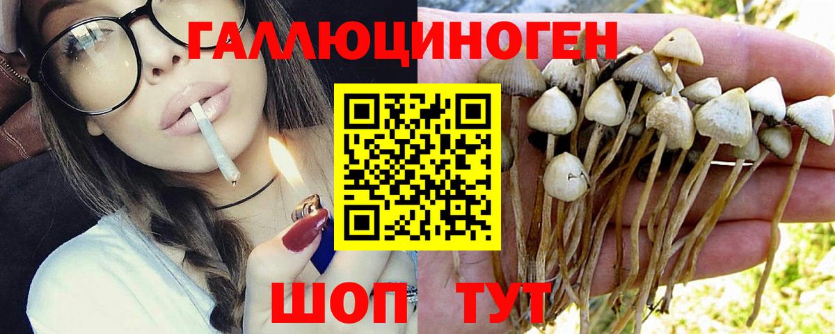 Псилоцибиновые грибы Cubensis Кострома